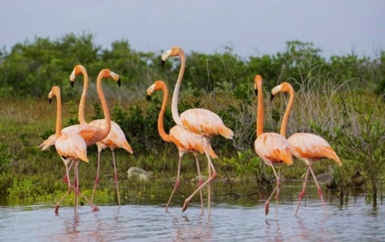 https://riviera-maya-news.com/first-group-of-pink-flamingos-migrate-to-cozumel-lagoon/2023.html